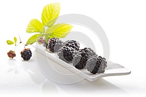 Blackberries in a white porcelain base