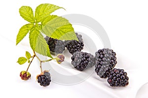 Blackberries on a white porcelain base