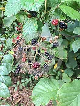 Blackberries in the Wild