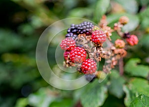 Blackberries in the wild