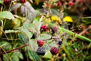 Blackberries in the wild