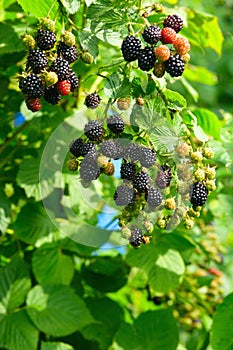 Blackberry