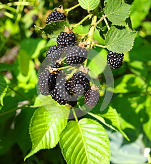 Blackberry