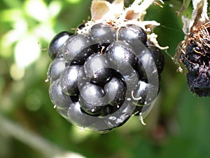 Blackberry