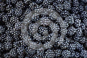 Blackberry background