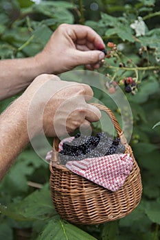 Blackberry basket