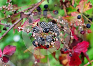 BlackBerry berries on a branch close-up. A BlackBerry Bush. Blackberries in the summer garden. Healthy food for vegans