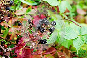 BlackBerry berries on a branch close-up. A BlackBerry Bush. Blackberries in the summer garden. Healthy food for vegans