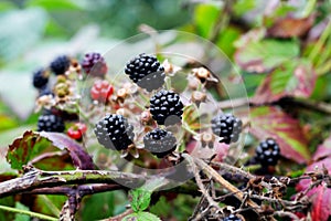 BlackBerry berries on a branch close-up. A BlackBerry Bush. Blackberries in the summer garden. Healthy food for vegans