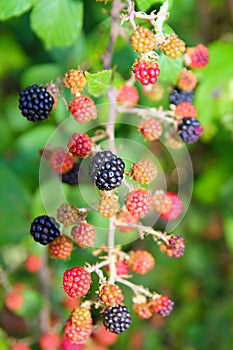 Blackberry berries branch in plant selective focus