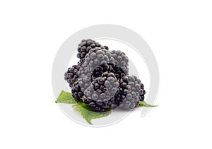 Blackberry berries on a green leaf