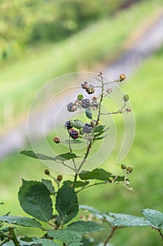 Blackberry berries grow in the bush in the Hirsch Park in Lucerne, Switzerland