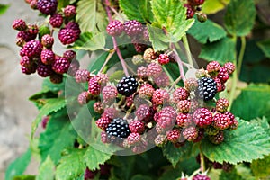 Blackberry berry bunch bush close-up detail unripe