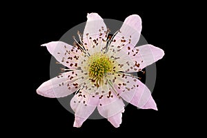 Blackberry blossom flower