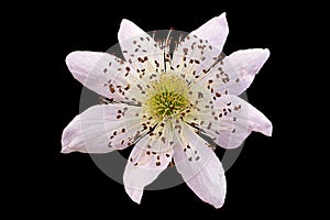 Blackberry blossom flower