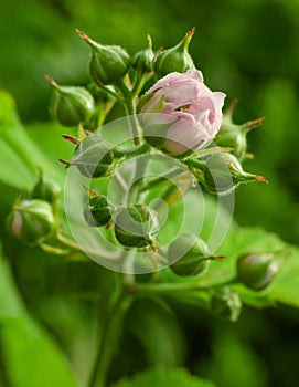 Blackberry blossom flower