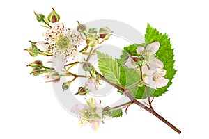 Blackberry blossom flower deatil