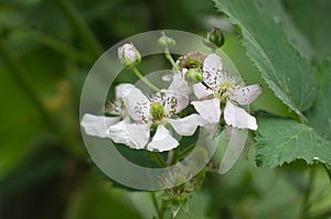 Blackberry blossoms