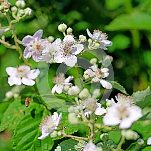 Blackberry blossoms