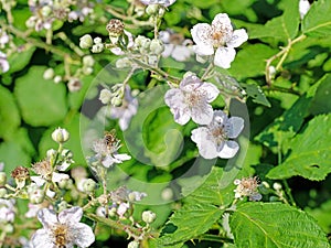 Blackberry blossoms