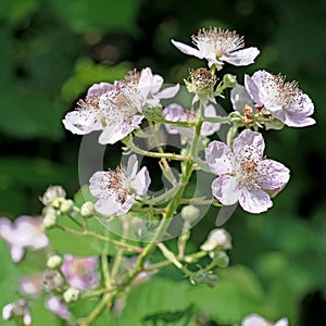 Blackberry blossoms