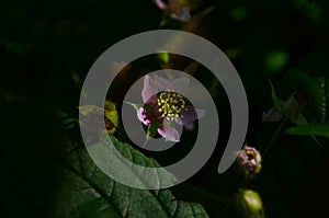 Blackberry blossoms and buds blooming. Blackberry flowers blossom plant branch in summer