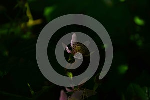 Blackberry blossoms and buds blooming. Blackberry flowers blossom plant branch in summer
