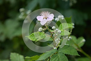 Blackberry blossoms and buds blooming. Blackberry flowers Rubus sectio Rubus.