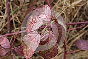 Blackberry bramble