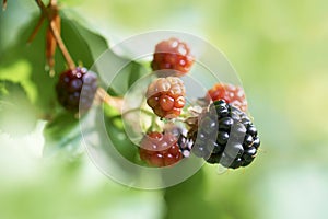 Blackberry or bramble fruit