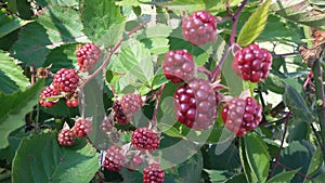 Blackberry. Bramble fruits in red. Unripe fruits.