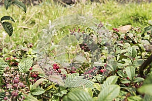 Blackberry bramble with ripening and ripe berries photo