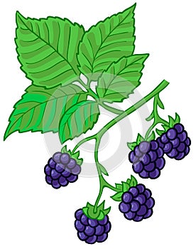 Blackberry branch