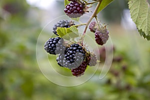 Blackberry on a branch. Selective focus.