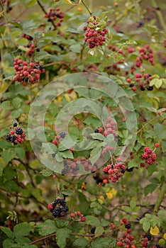 Blackberry branches with manny red and black fruits. Rubus plicatus unripe on cloudy day