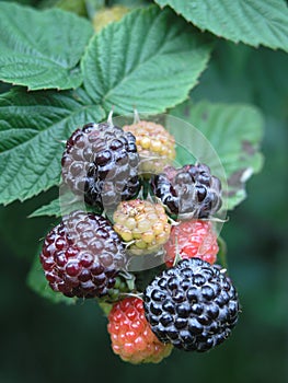 Blackberry brush with red berry