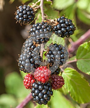 Blackberry bunch