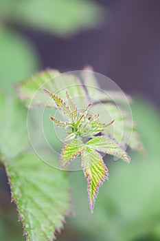 Blackberry bush