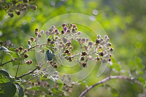 Blackberry bush