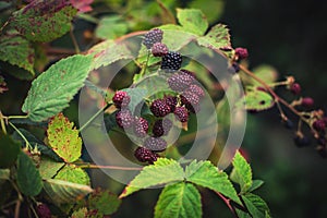 Blackberry bush