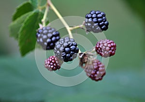 Blackberry bush with berries