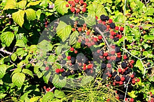 Blackberry bush with black and red berries