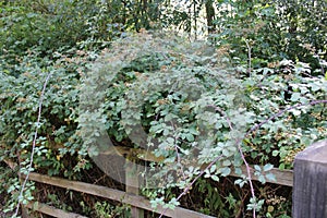 Blackberry bush blooming