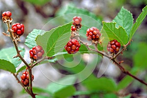 BlackBerry Bush close-up