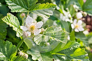 Blackberry bush with flowers and leaves in summertime