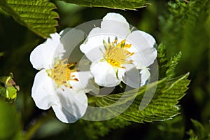 Blackberry bush flowers (Rubus fruticosa) photo