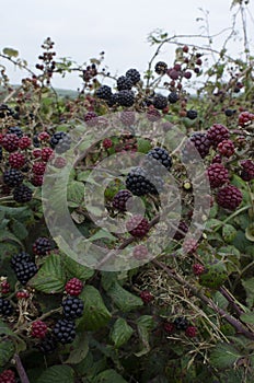 Blackberry Bush with fruit.