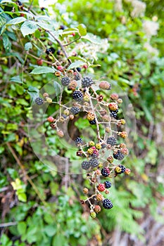 Blackberry bush