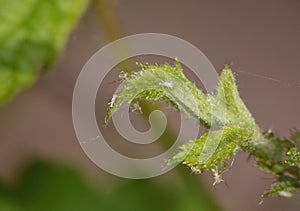 Blackberry Bush with Green fly Aphids. Macro Close Up