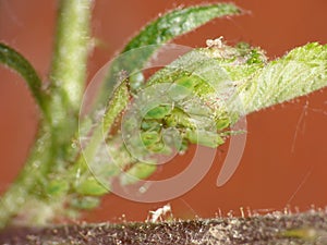 Blackberry Bush with Green fly Aphids. Macro Close Up